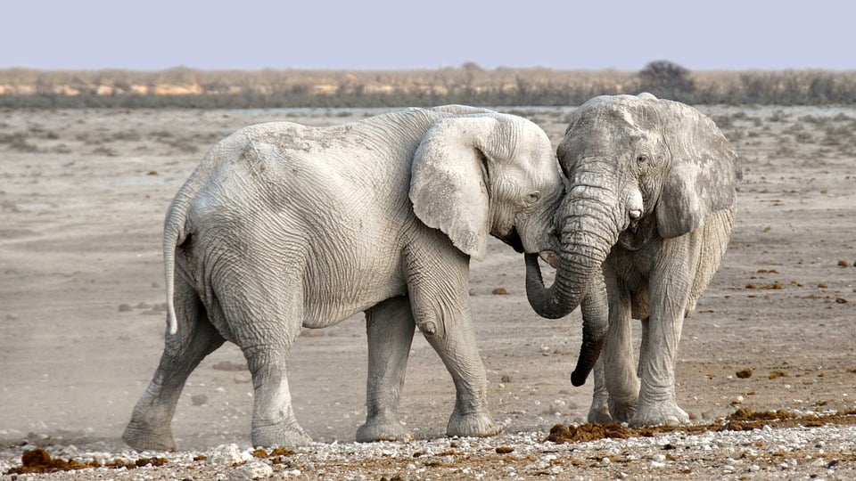 elefantul african