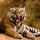 tiger-india