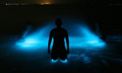 bioluminiscenta2