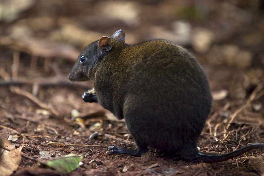 Kangaroo Rat1