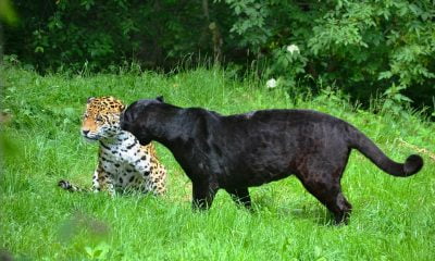 leopard negru