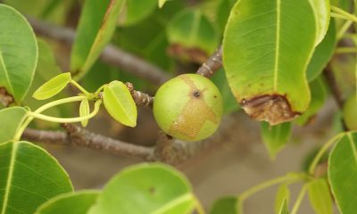 Machineel tree - fruit